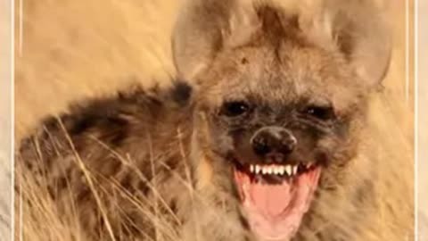 非洲球队凭借团队合作，战胜强敌的简单介绍